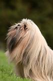 LHASSA APSO 180